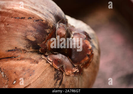 In der Nähe der Reifen Kokosnuss. Panama Stockfoto