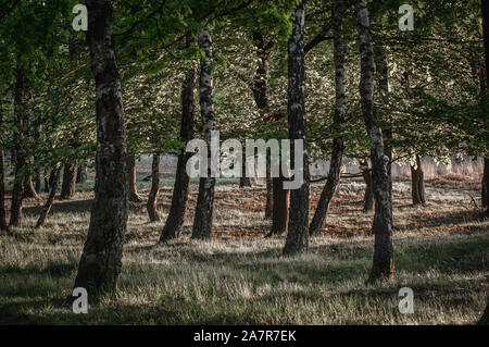 Foggy Bäume in der Lüneburger Heide Stockfoto