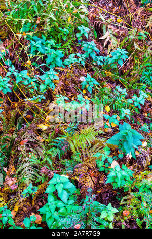 Ein Teppich aus sortierten Blätter und Pflanzen im Herbst Stockfoto