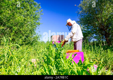 Imker sucht Schwarm Aktivität über wabe auf Holzrahmen, die Situation im Bienenvolk. Stockfoto