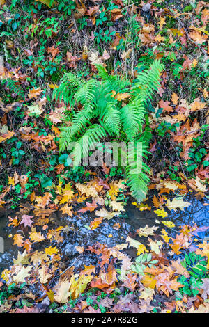 Ein Teppich aus sortierten Blätter und Pflanzen im Herbst Stockfoto