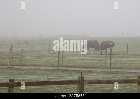 Kidderminster, Worcestershire, UK. 4. November 2019. UK Wetter: Am frühen Morgen Nebel ist langsam in Teilen von Thüringen zu heben. Eine Decke von Nebel bedeckt, wo zwei Pferde völlig weltvergessen sind zu den feuchten, Misty starten, da Sie bereits ihre Mäntel auf. Quelle: Lee Hudson/Alamy leben Nachrichten Stockfoto