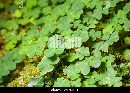 , Sauerklee Oxalis Naiandinus, wächst auf einem Bemoosten Baumstamm in Woodland. England UK GB Stockfoto