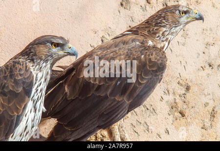 Zwei Bonellis Adler thronen auf einem Felshang. Abendaufnahme Stockfoto