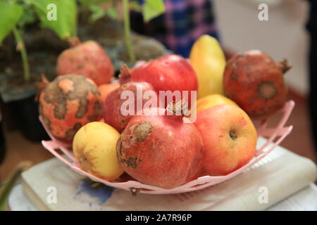 Rote Äpfel mit trockenen Blättern und roten Granatäpfel in Kunststoff Platten gestapelt auf der Anzeige für den Verkauf auf eine lokale Messe. Herbst- und Erntedankfest Szene. Granatapfel Stockfoto