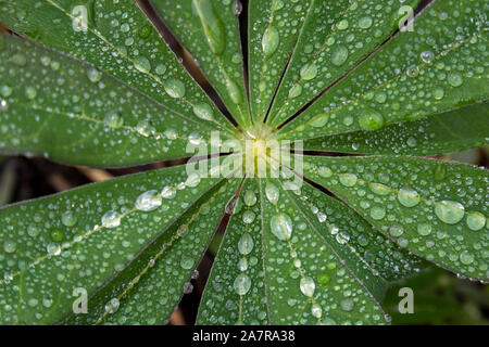 Lupinus polyphyllus, großblättrige Lupin mit Wassertropfen Stockfoto