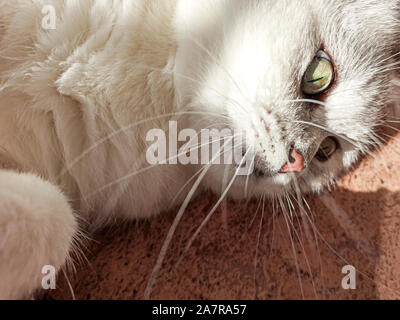 Katze in der Sonne. Close-up cat Portrait. weiße Katze der Britischen Rasse Stockfoto