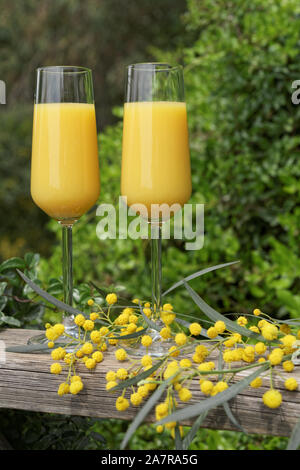 Zwei Gläser von Mimosa Cocktail im Freien gegen üppigem Laub Stockfoto