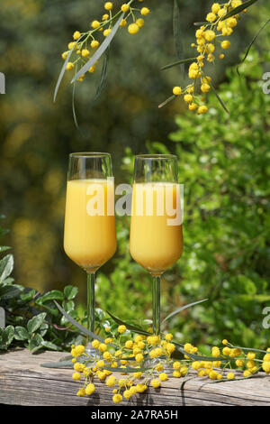 Zwei Gläser von Mimosa Cocktail im Freien gegen üppigem Laub Stockfoto