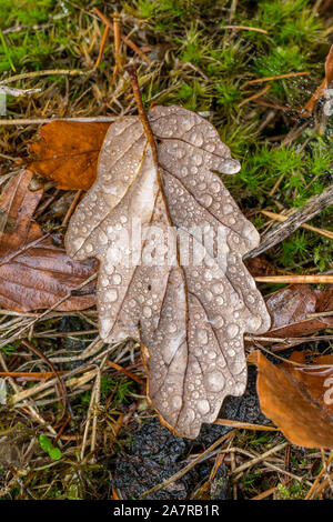 Eiche Blatt mit Tautropfen und Stiel in herbstlichen Farben auf einem Waldboden mit Piniennadeln, Moos und Laub. Stockfoto