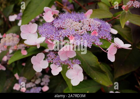 Hydrangea aspera "Heiße Schokolade" Anzeigen von Markanten lacecap Blumen, die ein Spektrum von Farben Stockfoto