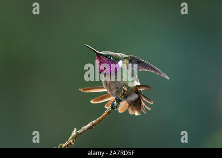 Ein männlicher Amethyst Woodstar (Calliphlox amethystina) von SE Brasilien Stockfoto