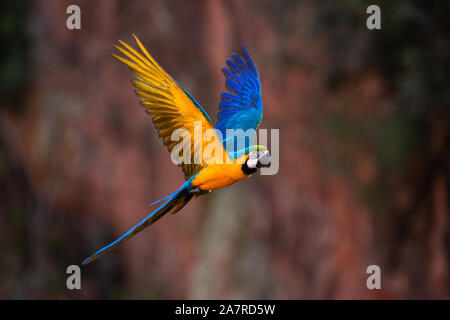 Eine blau-gelbe Ara (Ara ararauna) fliegen in Brasilien Stockfoto