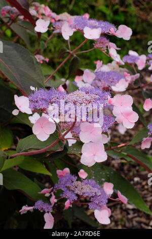 Hydrangea aspera "Heiße Schokolade" Anzeigen von Markanten lacecap Blumen, die ein Spektrum von Farben Stockfoto