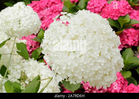 Hydrangea arborescens Annabelle anzeigen charakteristischen großen Blüten im August. Großbritannien Stockfoto