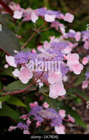 Hydrangea aspera "Heiße Schokolade" Anzeigen von Markanten lacecap Blumen, die ein Spektrum von Farben Stockfoto