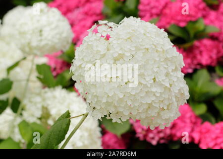 Hydrangea arborescens Annabelle anzeigen charakteristischen großen Blüten im August. Großbritannien Stockfoto