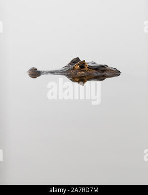 Ein Pantanal Kaimane (Caiman yacare) im Wasser Stockfoto