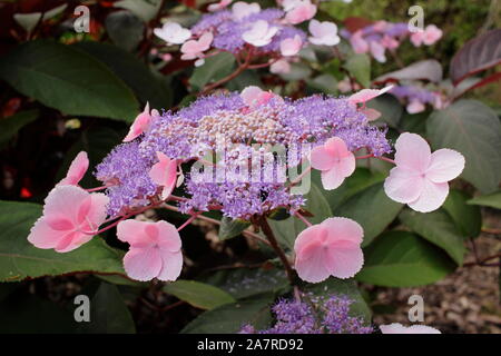 Hydrangea aspera "Heiße Schokolade" Anzeigen von Markanten lacecap Blumen, die ein Spektrum von Farben Stockfoto