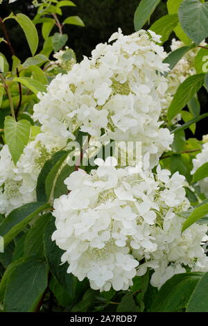 Weiße Blüten von Hydrangea paniculata 'White Moth" im Sommer. Großbritannien Stockfoto