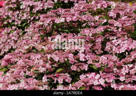 Hydrangea macrophylla 'Mariesii Perfecta', auch Blaue Welle genannt, Blüte in einem Englischen Garten im August. Großbritannien Stockfoto