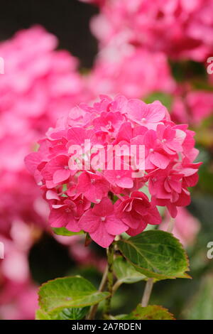 Hydrangea Macrophylla 'Ami Pasquier' anzeigen markante mopheads in dunklem Rosa in einem August Garten. Großbritannien Stockfoto