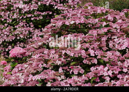 Hydrangea macrophylla 'Mariesii Perfecta', auch Blaue Welle genannt, Blüte in einem Englischen Garten im August. Großbritannien Stockfoto