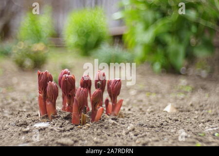 Kleine rote Sprößlinge der Päonien wachsen in einem Frühling Garten. Stockfoto