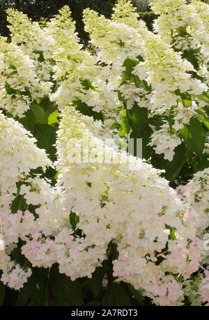 Hydrangea paniculata 'Limelight' in einen Englischen Garten im August. Großbritannien Stockfoto