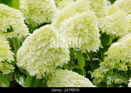 Hydrangea paniculata 'Limelight' in einen Englischen Garten im August. Großbritannien Stockfoto