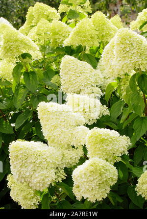 Hydrangea paniculata 'Limelight' in einen Englischen Garten im August. Großbritannien Stockfoto