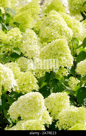 Hydrangea paniculata 'Limelight' in einen Englischen Garten im August. Großbritannien Stockfoto