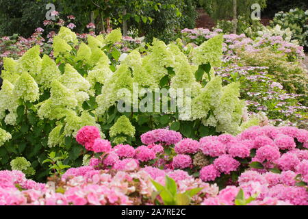 Hortensien im Garten. Hydrangea paniculata 'Limelight' und Hydrangea macrophylla 'Brilliant' (Vordergrundlage). UK Stockfoto