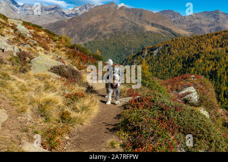 Sehr bunt aumtumn Szene von einem Hund auf einem Wanderweg hoch oben auf einem Berg in den italienischen Alpen in der Nähe von Timmelsjoch Kreuzung mit roten und gelben Farbe Stockfoto