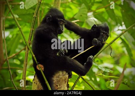 Sulawesi schwarz-Crested Makaken (Macaca nigra), Jugendlichen, in Tangkoko finden, Nord Sulawesi, Indonesien. Stockfoto