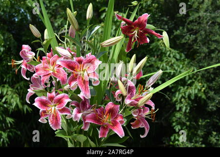 Bouquet de Lys Stargazer et Miss Feya Stockfoto