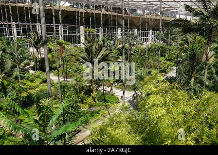 Portugal: Lissabon: ÒEstufa FriaÓ Tropenhaus und seine drei botanischen Gärten mit Pflanzen, Kakteen und exotische Bäume, in den Eduardo VII p befindet Stockfoto