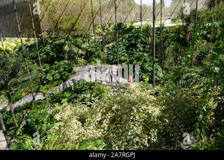 Portugal: Lissabon: ÒEstufa FriaÓ Tropenhaus und seine drei botanischen Gärten mit Pflanzen, Kakteen und exotische Bäume, in den Eduardo VII p befindet Stockfoto