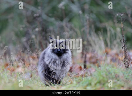 Eine Norwegische Waldkatze männlich stehend im herbstlichen Wald. Haben Blätter zu Boden gefallenen Stockfoto