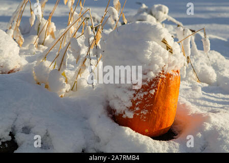 Halloween Kürbis Sitzen im Garten in hellem weichem Schnee durch einen unerwarteten Oktober Schneefall bedeckt. Stockfoto