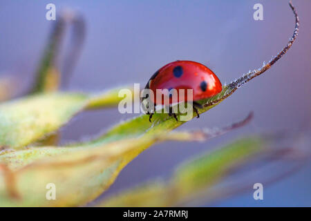 Makro der Marienkäfer auf einem Blatt des Sonnenblume n am Morgen die Sonne Stockfoto