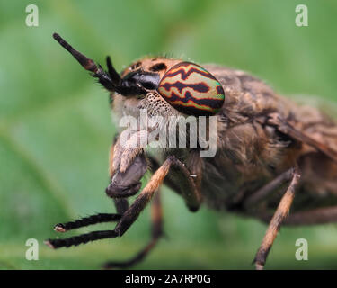 In der Nähe der weiblichen Kerbe - gehörnte Cleg pferdebremse (Haematopota pluvialis) auf dem Dock leaf. Tipperary, Irland Stockfoto