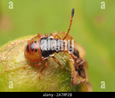 Weißdorn Shieldbug Nymphe (Acanthosoma haemorrhoidale) auf Hawthorn Berry. Tipperary, Irland Stockfoto