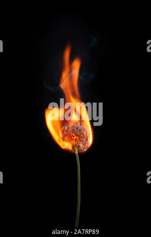 Brennende Löwenzahn auf Brand mit Rauch und Flammen auf schwarzem Hintergrund Stockfoto