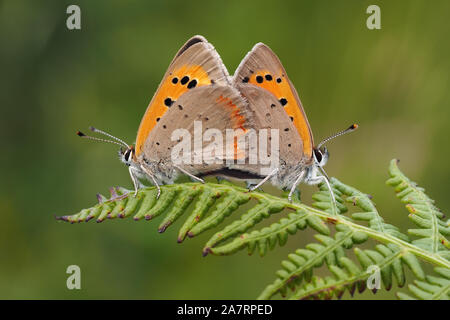 Passende kleine Schmetterlinge (Lycaena phlaeas Kupfer) auf Farn. Tipperary, Irland Stockfoto