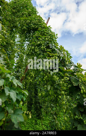 Agriculural Hop Farm Feld Hof mit vollständig angebauten Hopfen Anlage bereit zur Ernte. Stockfoto