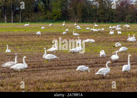 Tarleton, Lancashire. UK Wetter 4 Nov, 2019. Hunderte von Migranten Hooper Schwäne und signets aus Island kommen auf dem überschwemmten Getreidefelder North West England zu füttern. Ihre Anreise kann idicate Beginn der kalten Wetter. Die ersten Gruppen von diesen Lauten wilden Schwäne & deren Signets, eine Party von bis zu 2.000 Vögel, haben die 500 Kilometer lange Reise von Island im Ribble Estuary Marschland zu überwintern. Während dieser Migration, reisen Sie in sehr großen Höhen; in der Tat, ein Pilot fliegen bei 8.000 Fuß einmal berichtete, er habe eine große Herde der Schwäne. Credit: MediaWorldImages/AlamyLiveNews Stockfoto