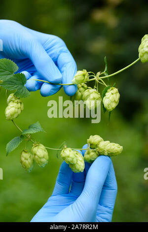 Hop Zweig mit Hopfen Kegel in Wissenschaftler Hände, für Bier und essen Produktion reif Stockfoto