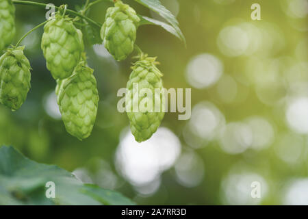 Hopfen Kegel auf Zweig Makro Stockfoto