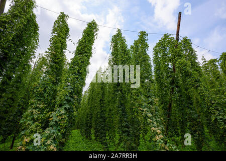 Hop Farm Feld agriculural Hof voll Hopfen Pflanze Reben angebaut mit Kegeln zur Ernte bereit. Stockfoto